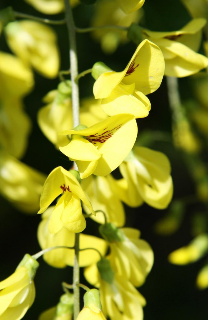 golden chain tree, Golden Rain
